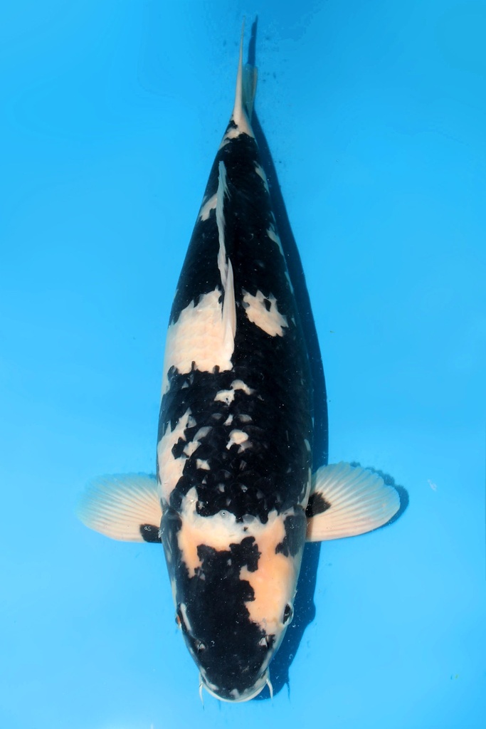 大日产 白写 三才 雌性 66cm 345017