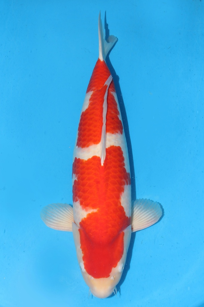 桃太郎产 红白 四才 雌性 66cm 345031