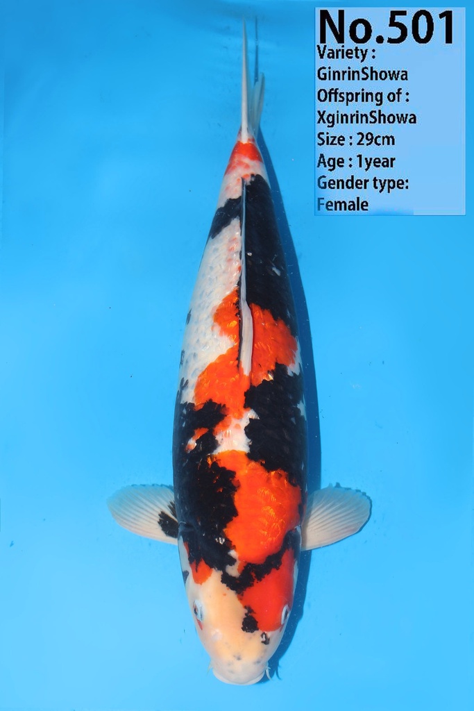 大日产 银鳞昭和 四才 雌性 66cm 345021