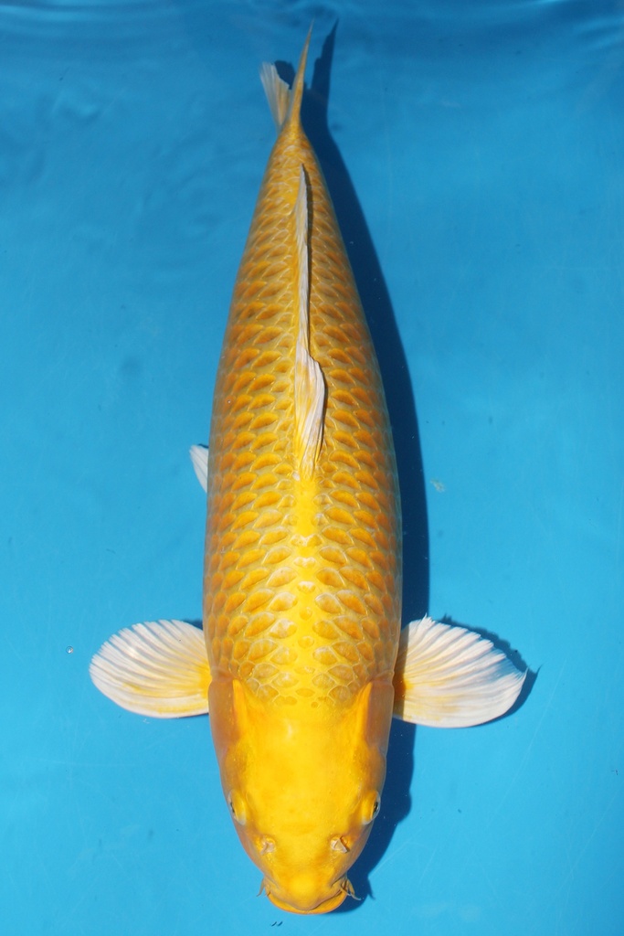 大日产 黄金 三才 雌性 62cm 345023