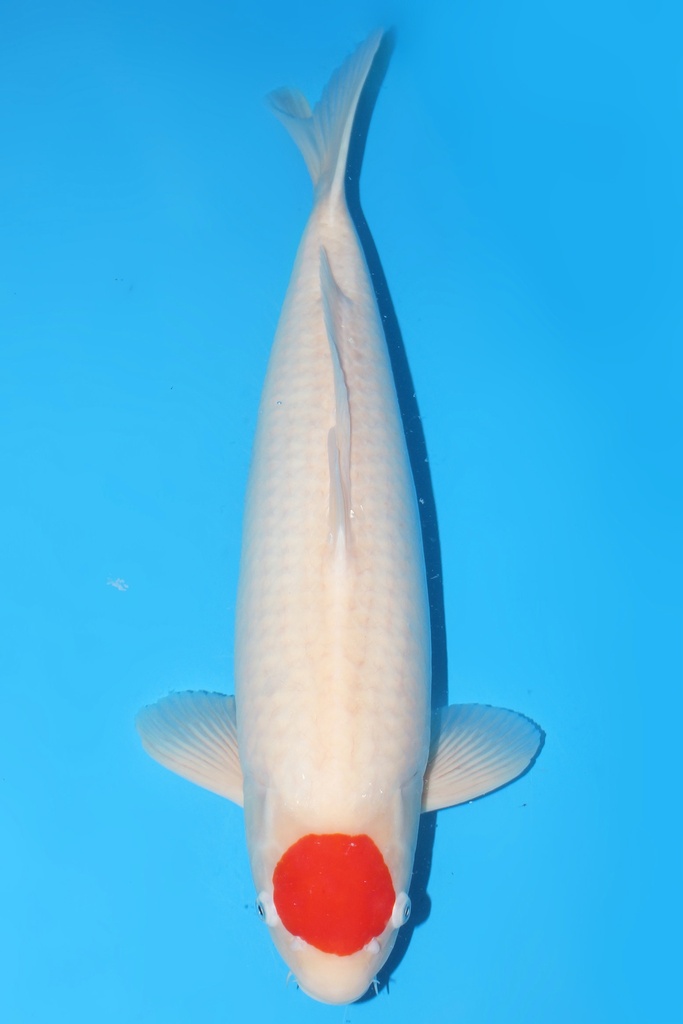 345005 (副本) (副本) (副本) (副本) (副本) (副本) (副本) (副本) (副本) (副本) (副本) (副本) (副本) (副本) (副本) (副本) (副本) (副本) (副本) (副本) (副本) (副本) (副本) (副本) (副本) (副本) (副本)