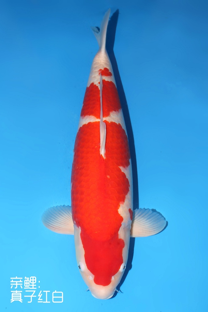 345005 (副本) (副本) (副本) (副本) (副本) (副本) (副本) (副本) (副本) (副本) (副本) (副本) (副本) (副本) (副本) (副本) (副本) (副本) (副本) (副本) (副本) (副本) (副本) (副本) (副本) (副本) (副本) (副本) (副本) (副本) (副本)