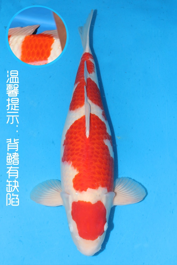 尾形产 红白 三才 雌性 64cm 345025