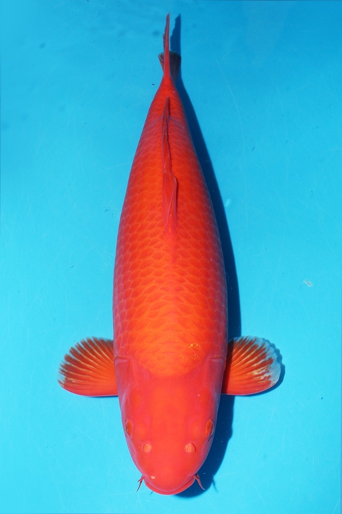 诚太郎产 火鲤 三才 雌性 60cm 345027