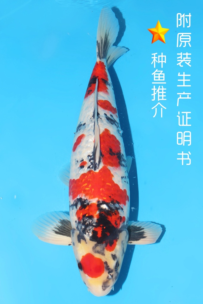 小西产 银鳞昭和 三才 雄性 50cm 345028