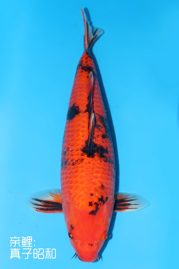 桃太郎产 绯写 二才 雌性 52cm 345056