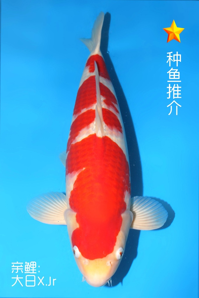 桃太郎产 红白 二才 雄性 51cm 345048