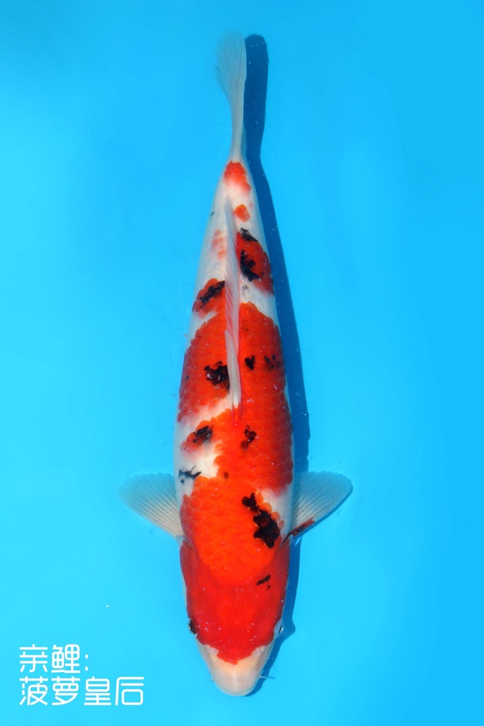 桃太郎产 大正 二才 雌性 37cm 345059