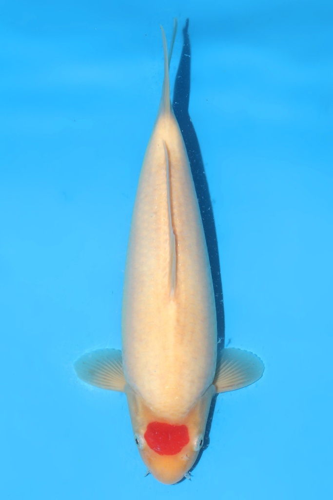 桃太郎产 丹顶 二才 雌性 33cm 345051