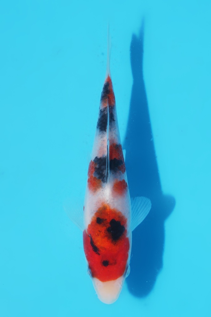 阪井产 大正 当才 公母不明 12cm 345062