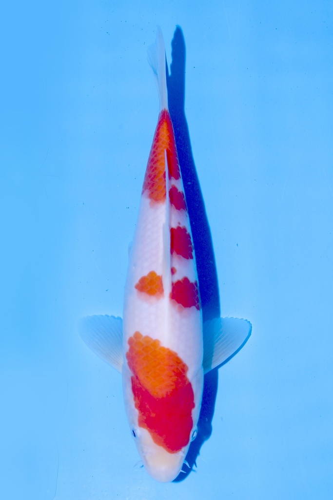 野上产 红白 当才 公母不明 22cm 345073