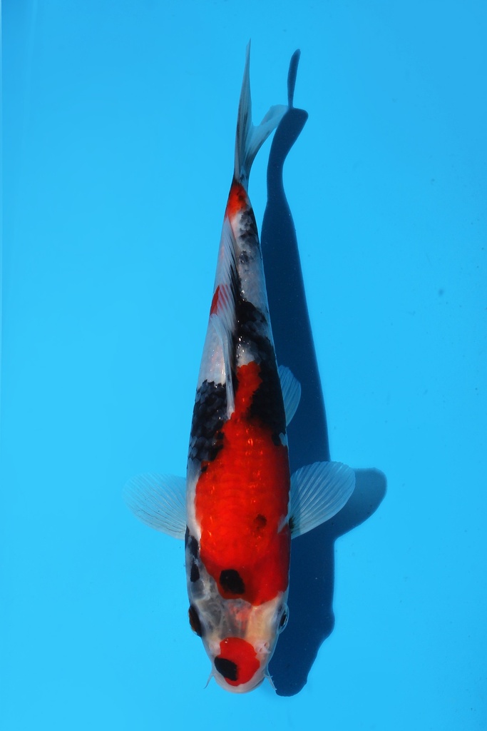 谷口产 昭和 当才 公母不明 22cm 345074