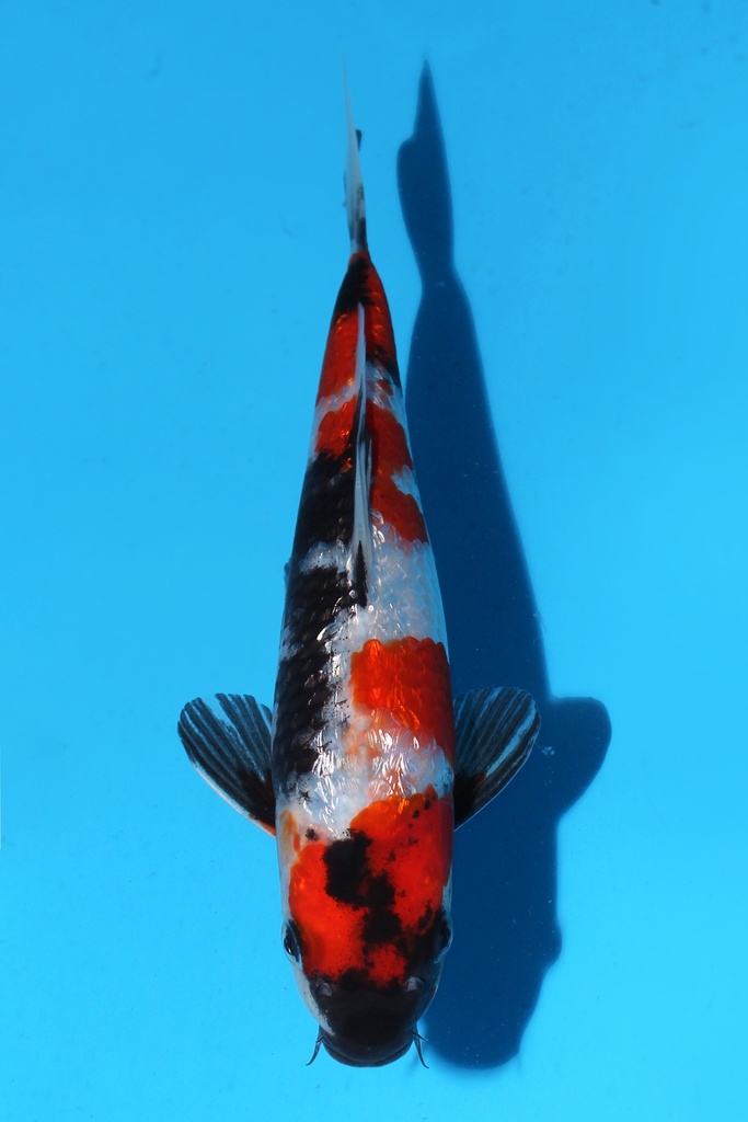 谷口产 银鳞昭和 当才 公母不明 20cm 345077