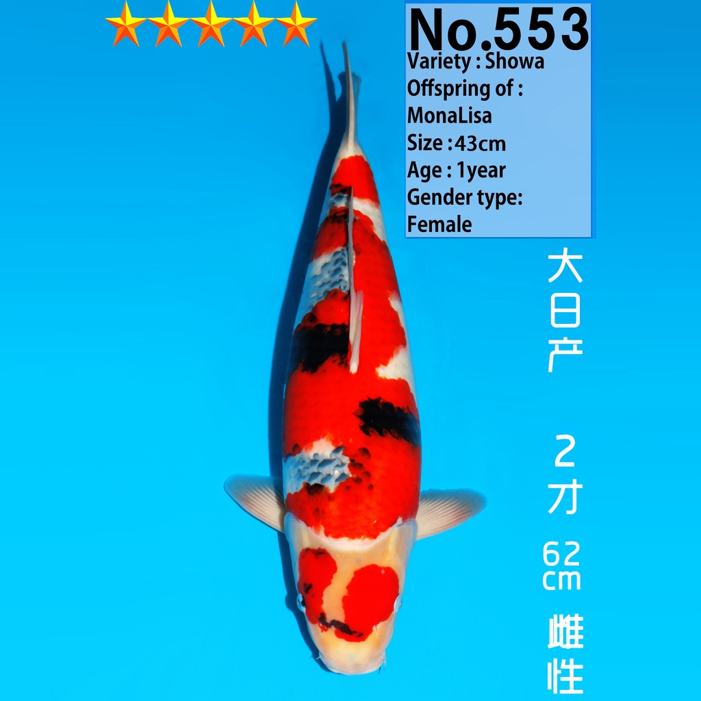 大日产 昭和 二才 62cm 雌性（现存日本）