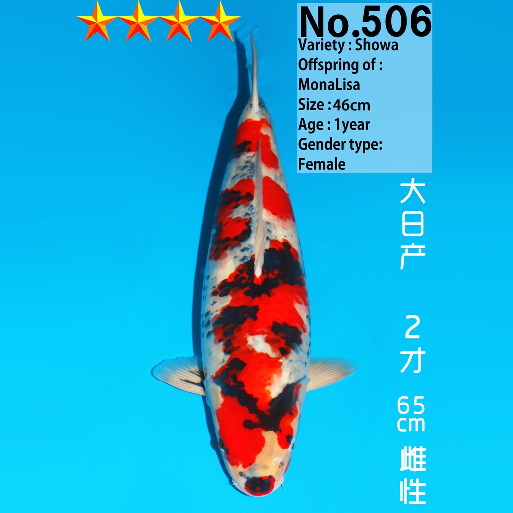 大日产 昭和 二才 65cm 雌性（现存日本）