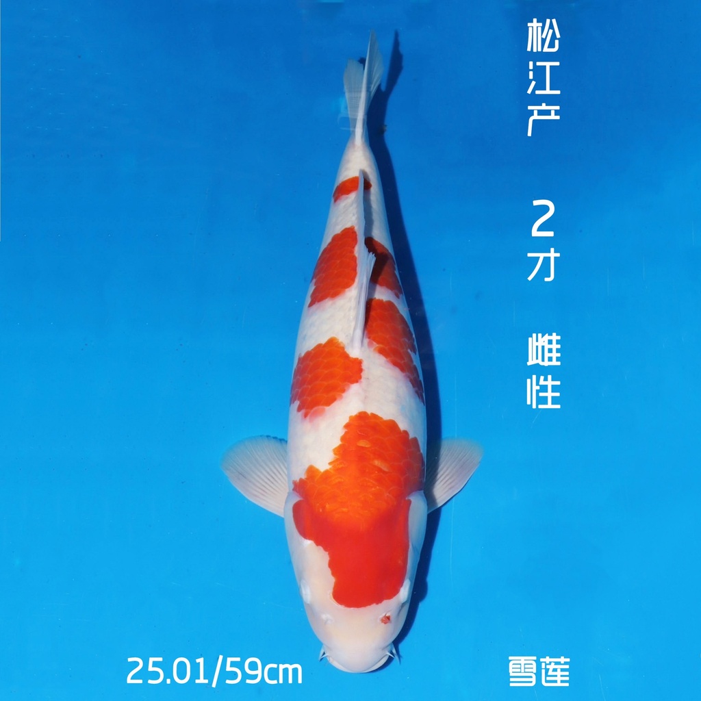 松江产 红白 二才 59cm 雌性 雪莲（鱼在日本）