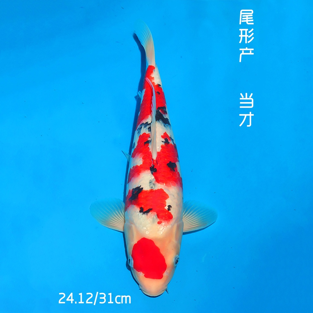 尾形产 大正 31cm 公母不明 （现存日本/附原装证书）