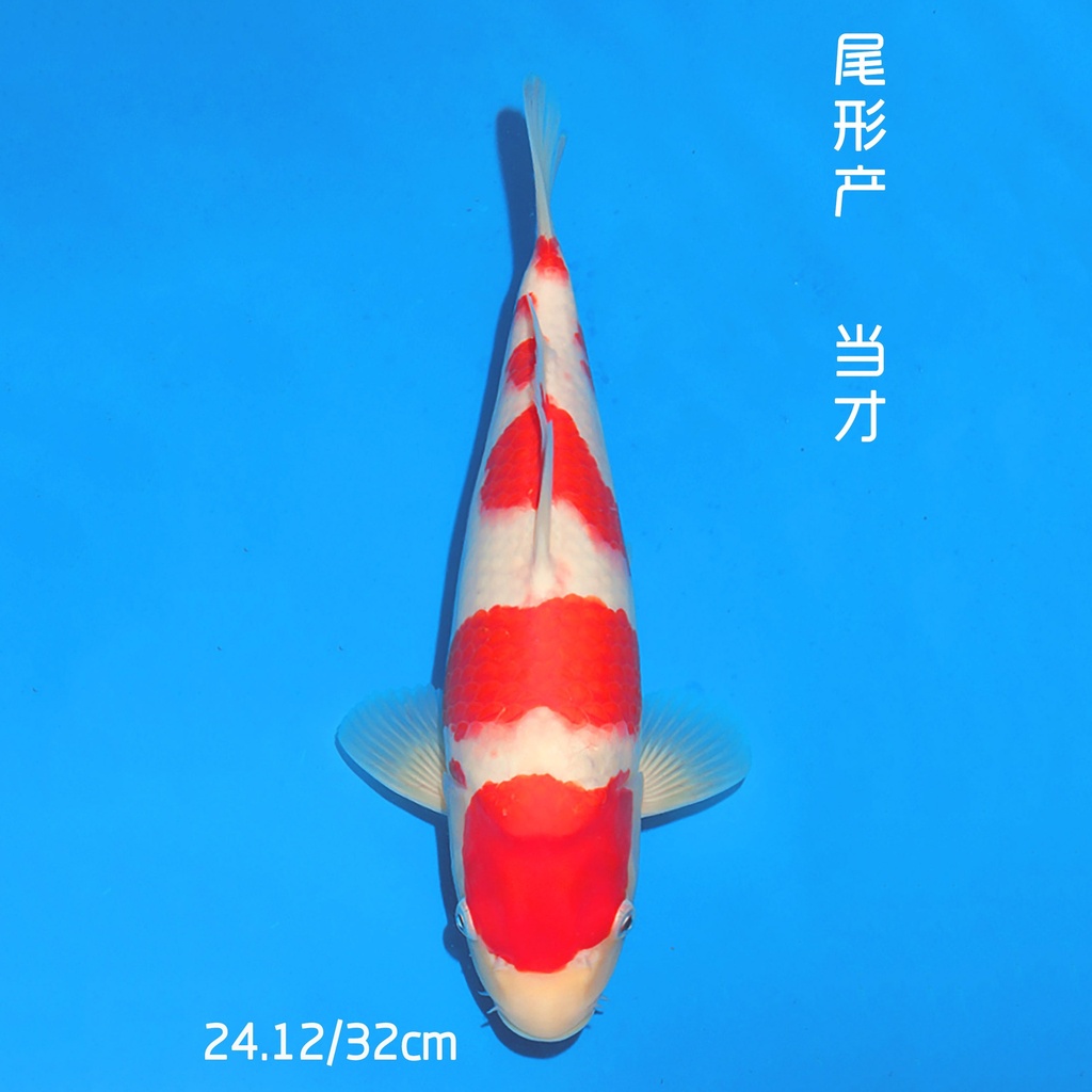 尾形产 红白 32cm 公母不明 （现存日本/附原装证书）