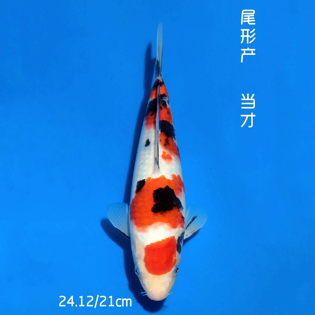 尾形产 大正 21cm 公母不明