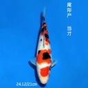 尾形产 大正 21cm 公母不明