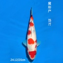 尾形产 大正 19cm 公母不明