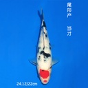 尾形产 丹顶三色 22cm 公母不明