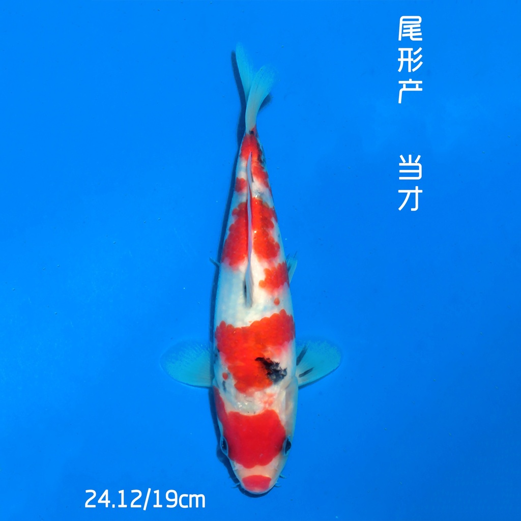 尾形产 大正 19cm 公母不明