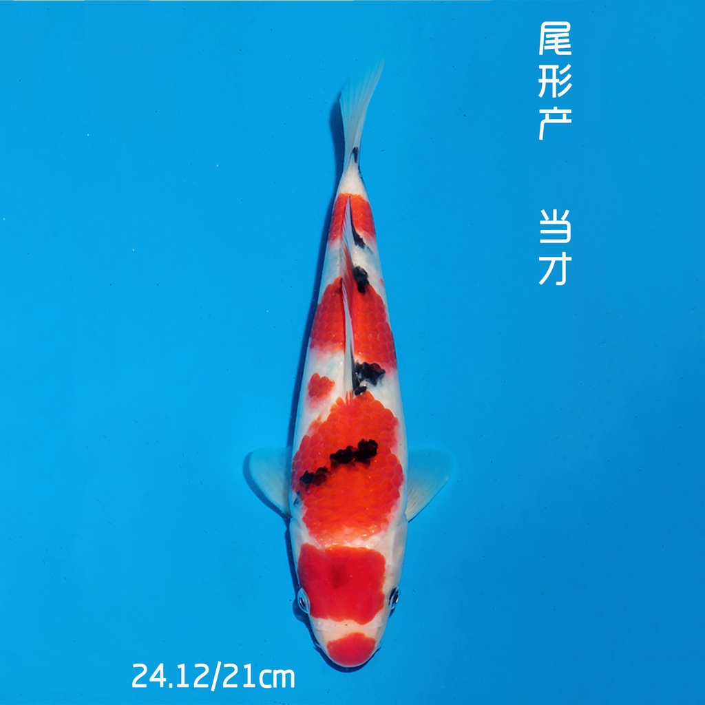 尾形产 大正 21cm 公母不明