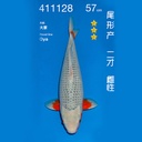 NO.128-24年11月尾形现场拍卖会 –浅黄  雌性 （ 回国运费实报实销）