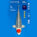 NO.113-24年11月尾形现场拍卖会 –丹顶孔雀  雌性 （ 回国运费实报实销）