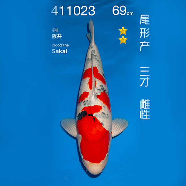 NO.023-24年11月尾形现场拍卖会 –大正  雌性 （ 回国运费实报实销）