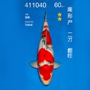 NO.040-24年11月尾形现场拍卖会 –大正  雌性 （ 回国运费实报实销）