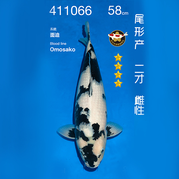 NO.066-24年11月尾形现场拍卖会 –白写  雌性 （ 回国运费实报实销）