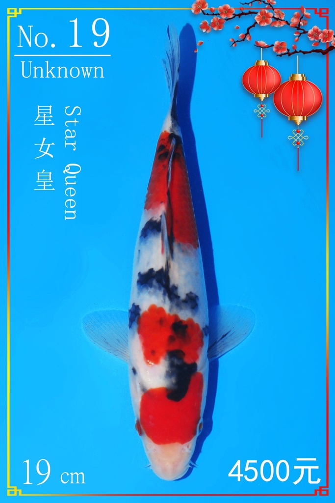 阪井产 大正 19cm 亲鲤星女王