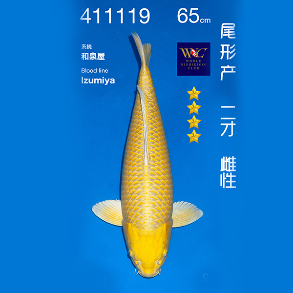 NO.119-24年11月尾形现场拍卖会 –黄金  雌性 （ 回国运费实报实销）