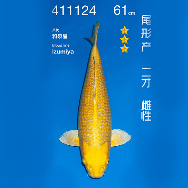 NO.124-24年11月尾形现场拍卖会 –黄金  雌性 （ 回国运费实报实销）