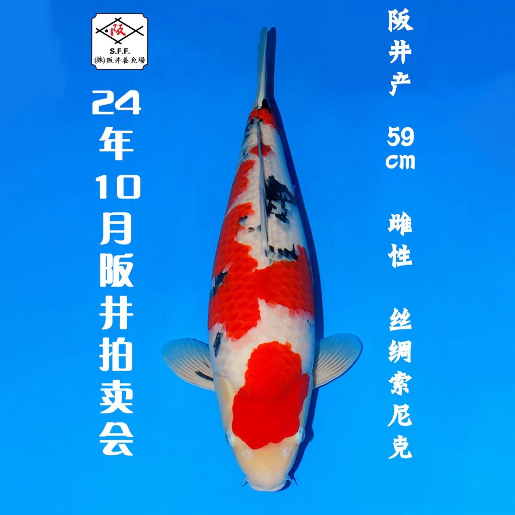 24年10月15-16日阪井现场拍卖会 –大正 丝绸索尼克 雌性 （ 附现场视频/回国运费实报实销）