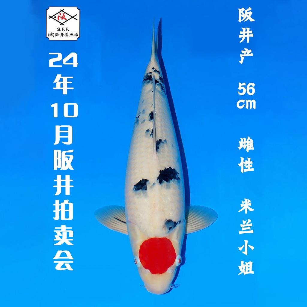 24年10月15-16日阪井现场拍卖会 –丹三 米兰小姐  雌性 （ 附现场视频/回国运费实报实销）