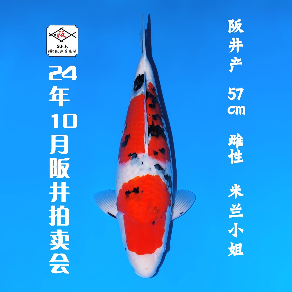 24年10月15-16日阪井现场拍卖会 –大正  雌性 （ 附现场视频/回国运费实报实销）