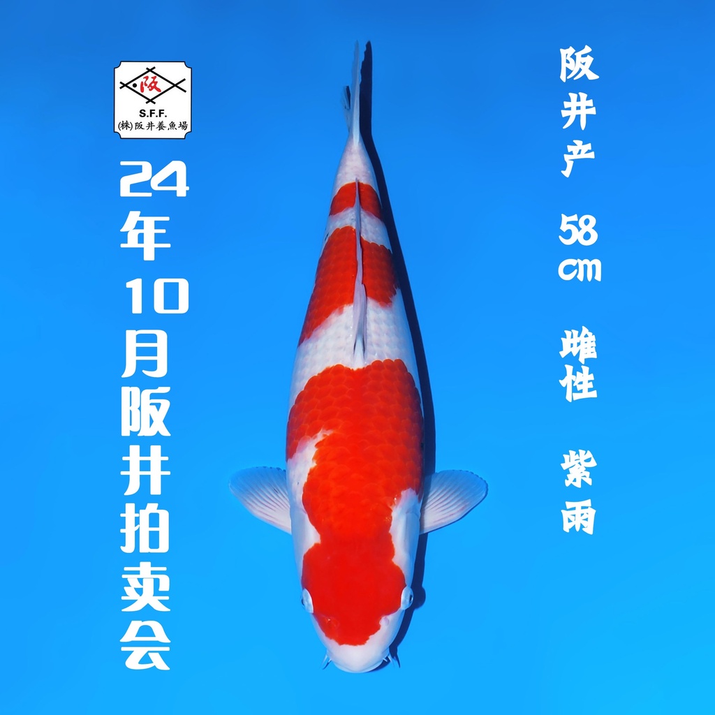 24年10月15-16日阪井现场拍卖会 –红白  雌性 （ 附现场视频/回国运费实报实销）
