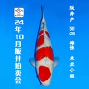 24年10月15-16日阪井现场拍卖会 –大正  米兰小姐 雌性 （ 附现场视频/回国运费实报实销）