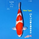 桃太郎竞拍会-红白 62cm 雌性