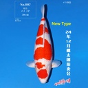 桃太郎竞拍会-红白 59cm 雌性