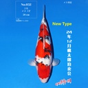 桃太郎竞拍会-大正 59cm 雌性