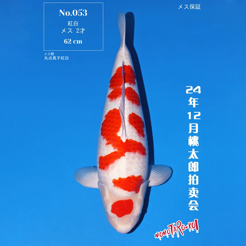 桃太郎竞拍会-红白 62cm 雌性