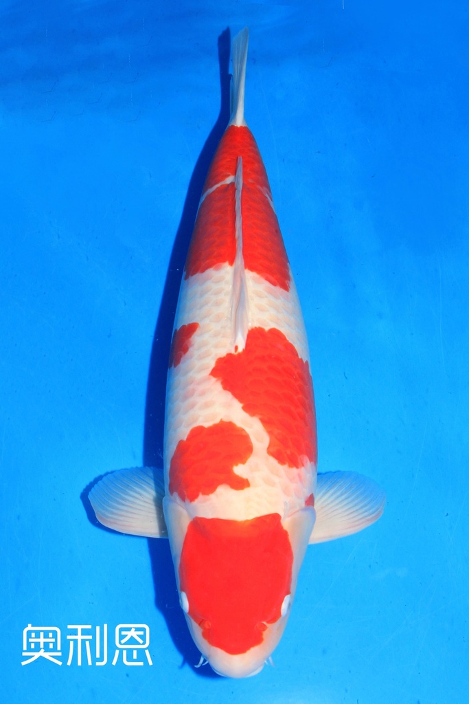 阪井产 四才 73cm 雌性 奥利恩 346001