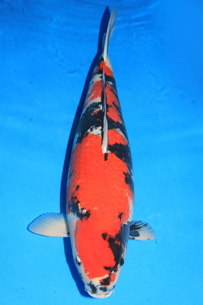 尾形产 四才 77cm 雌性 346003