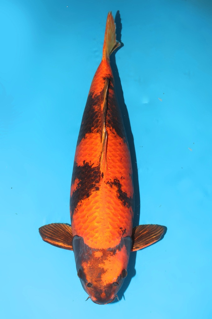 诚太郎产 四才 69cm 雌性 346013