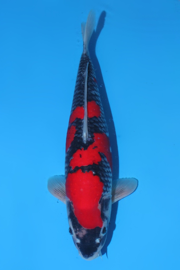 谷口产 二才 53cm 雌性 346021