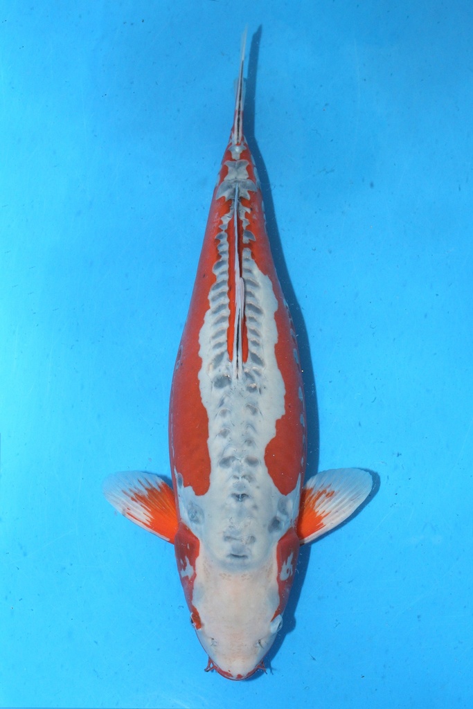 尾形产 四才 70cm 雌性 346022